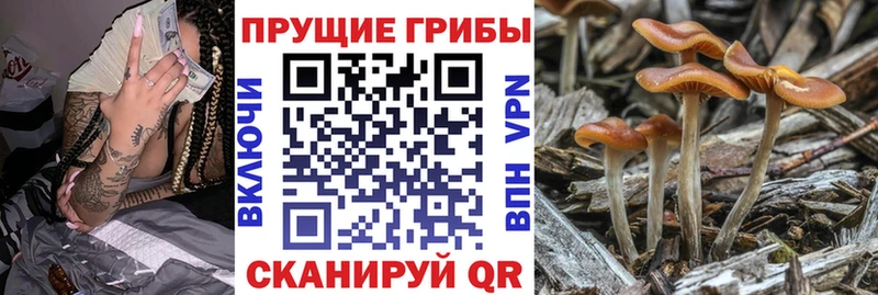 Псилоцибиновые грибы Psilocybine cubensis  blacksprut ссылки  Семёнов 